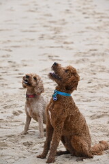 Irish doodle and cockapoo sitting for treat on beach