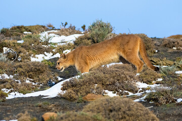 Puma walking in mountain environment, Torres del Paine National Park, Patagonia, Chile.