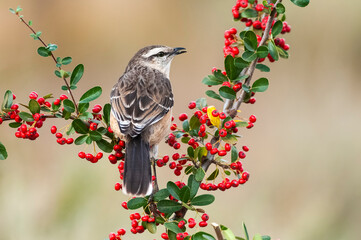 White banded mokingbird eating wild fruits, Patagonia forest, Argentina.