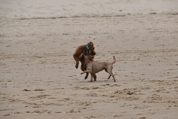 Irish doodle and cockapoo wrestling on sand
