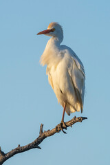 Cattle Egret, Bubulcus ibis, perched, La Pampa Province, Patagonia, Argentina