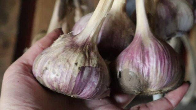 The girl takes the garlic heads and shows them in her hand. Video