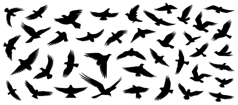 Set of silhouettes of flying birds in a flat style on a white background. Vector illustration
