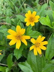 yellow flowers in the garden