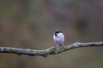very tiny delicate bird on a single branch, Marsh Tit, Poecile palustris