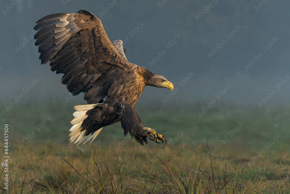 Canvas Prints Eagle flying. White tailed eagles (Haliaeetus albicilla) flying at a field in the forest of Poland searching for food on a foggy autumn morning.