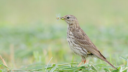 Meadow pipit bird with food in a beak Anthus pratensis