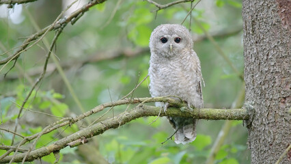 Tawny owl or brown owl young bird on a tree in forest Strix aluco