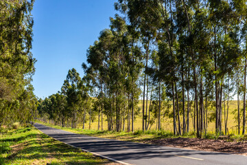 Fototapeta na wymiar eucalyptus planted by the roadside in brazil