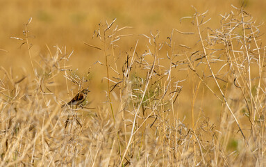 paysage avec un oiseau dans son &eacute;l&eacute;ment, la nature sauvage
