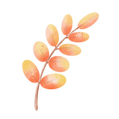 leaves on white background