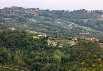 Fototapeta na wymiar Groves of hazelnuts in the area of Albaretto della Torre in Piedmont, Italy