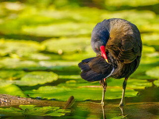 Moorhen against the lillies