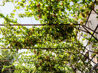 vineyard to create shade on street in Aygestan quarter of Kentron District of Yerevan city, Armenia