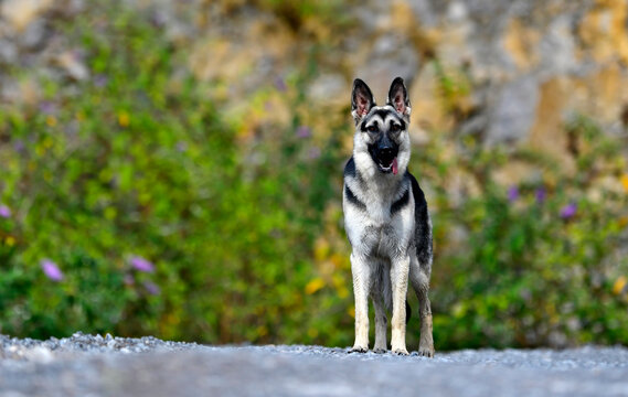 Osteurop&auml;ischer Sch&auml;ferhund, Russischer Sch&auml;ferhund // East European Shepherd // Восточно-европейская овчарка