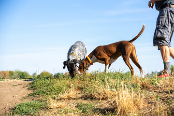 dogs playing in the field