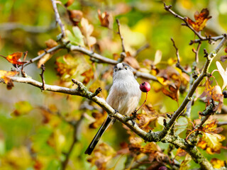 Long-tailed tit in a berry bush