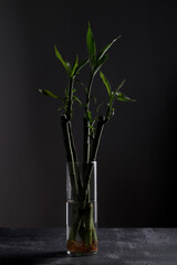 bamboo plant with dark background