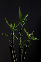 bamboo plant with dark background