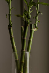 bamboo plant with gray background