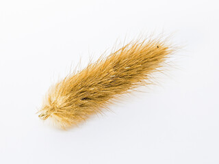 wheat ears isolated on white