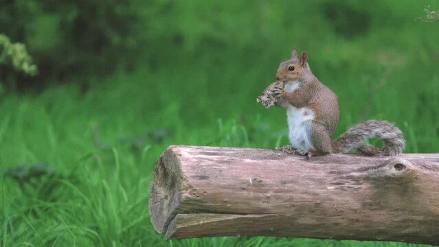 Cute tiny squarrel eating on a tree branch