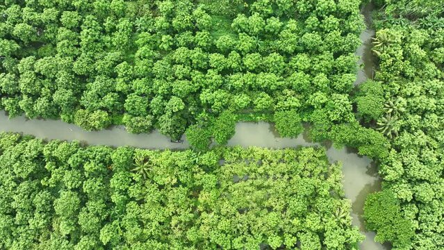 Aerial view of largest guava garden in Swarupkathi, Pirojpur, Barisal, Bangladesh.