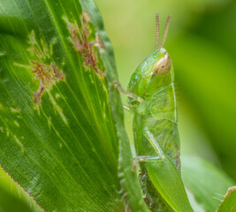 green grasshopper hold on a glass