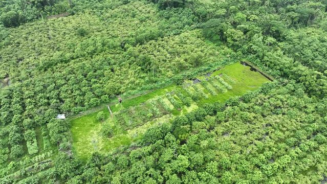 Aerial view of largest guava garden in Swarupkathi, Pirojpur, Barisal, Bangladesh.