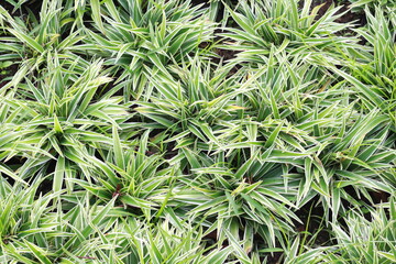 Fototapeta premium Group of Carex siderosticha ‘Variegata’ growth in garden