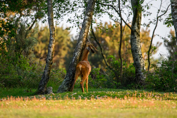 Roe deer buck rubbing against a tree