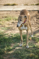 portrait of a dog in a shelter waiting for adoption