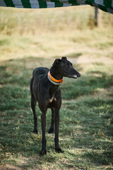 portrait of a dog in a shelter waiting for adoption