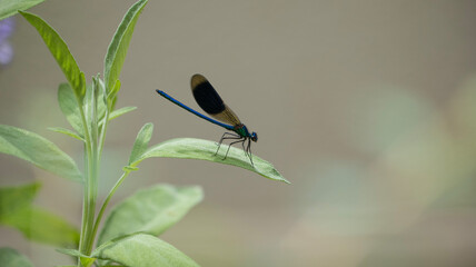 dragonfly on a leaf