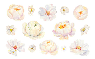 Watercolor white wedding peonies flowers DIY individual element. Hand painted realistic botanical illustration isolated on white background for cards, invitations and posters