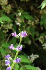 Closeup of Dwarf Blue False Indigo blooms, Devon England
