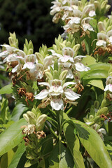 Closeup of Malabar Nut blooms, Sydney New South Wales Australia
