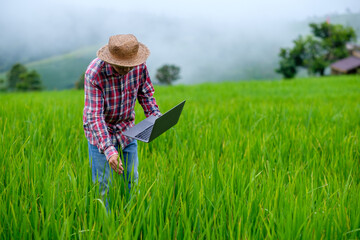 Farmers use laptops to collect data and research rice plants in the mountain fields in order to obtain good and large yields. agricultural technology.