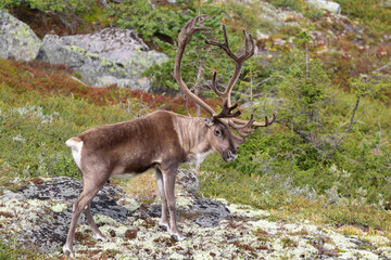 wild reindeer