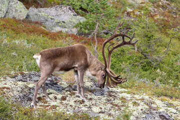 wild reindeer