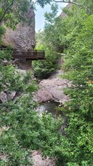 bridge in the forest