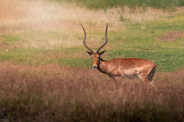 Impala rodeado de vegetación