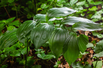 Obraz premium Unripe berries of Angular Solomon's seal also known as Scented Solomon's seal, Polygonatum odoratum