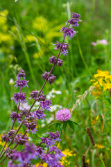 In the wild, it blooms among grasses Salvia verticillata