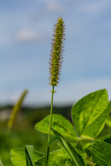 Setaria grows in the field in nature
