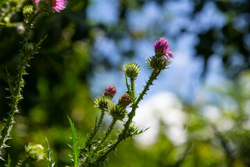Thistle Carduus acanthoides grows in the wild in summer