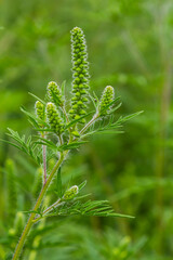 Flower of a common ragweed, Ambrosia artemisiifolia