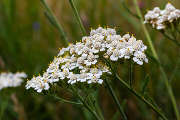 Common yarrow Achillea millefolium white flowers close up, floral background green leaves. Medicinal organic natural herbs, plants concept. Wild yarrow, wildflower