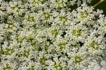 Daucus carota known as wild carrot blooming plant