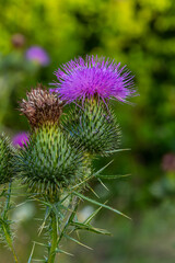 Vertical closeup on a colorful purple spear-thistle flower, Cirsium vulgare